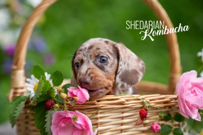 SHEDARIAN KOMBUCHA