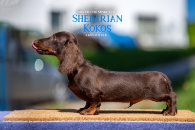 SHEDARIAN KOKOS