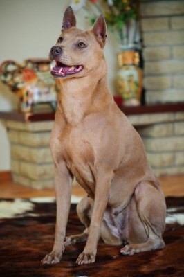 Dog Photo