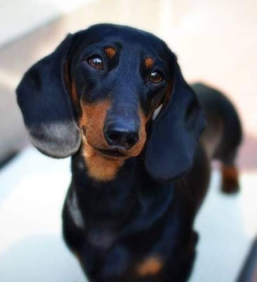 Dog Photo