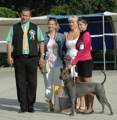 Dog Photo
