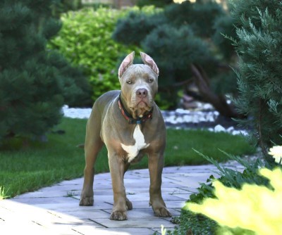 DUENDEBULLY OLVAN
