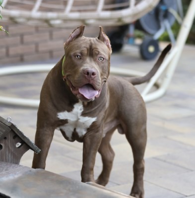 DUENDEBULLY EVANS