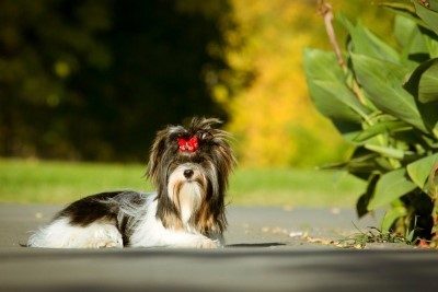 Dog Photo