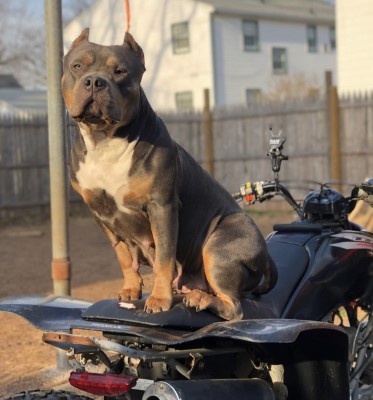 Dog Photo