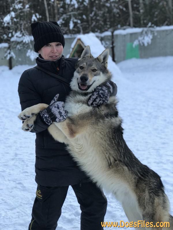 Dog Photo