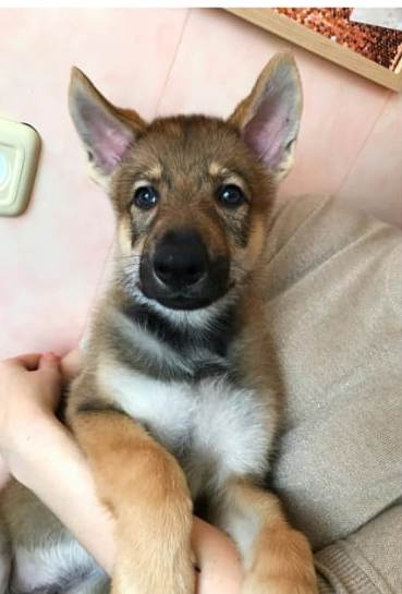 Dog Photo