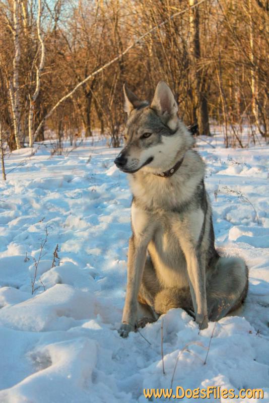Dog Photo