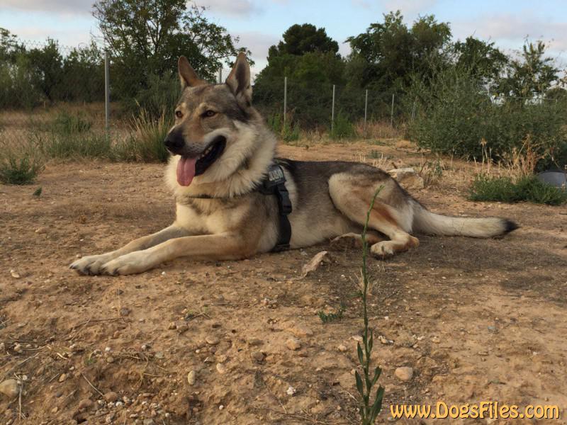 Dog Photo