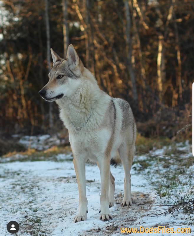 Dog Photo
