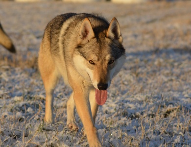 Dog Photo