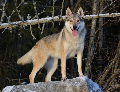 Dog Photo
