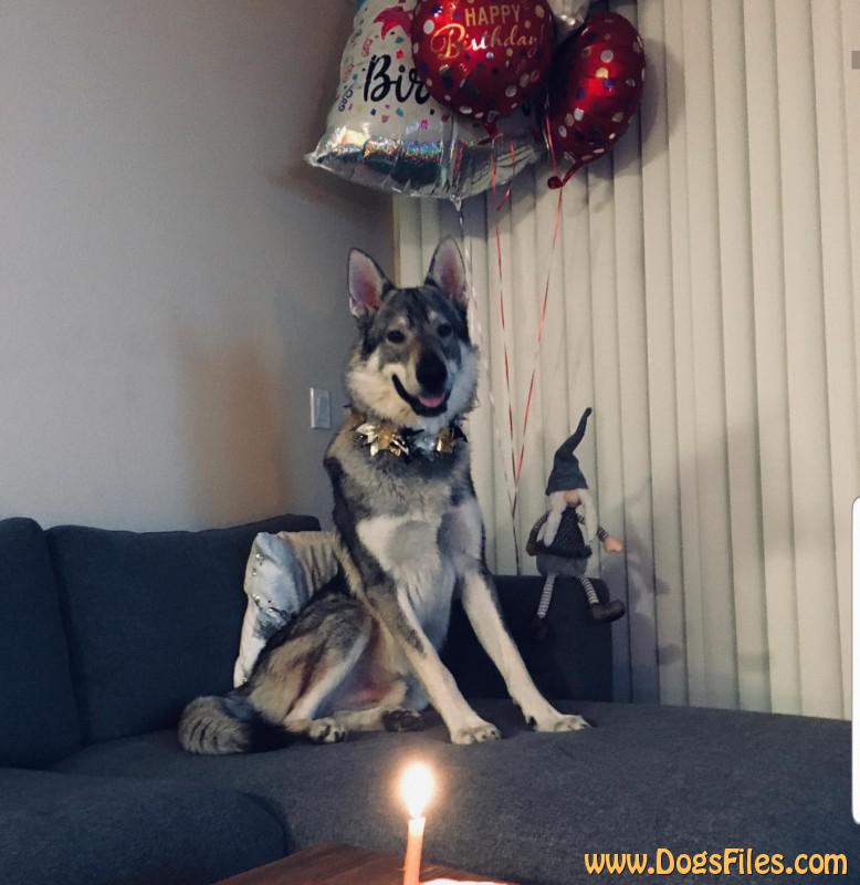 Dog Photo
