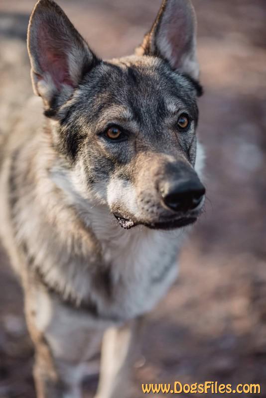 Dog Photo