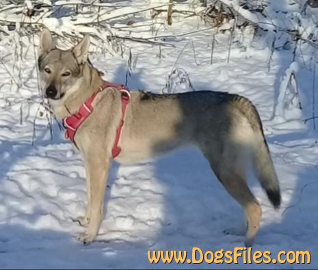 Dog Photo