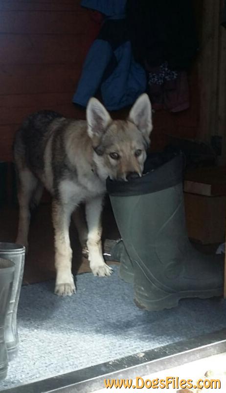 Dog Photo