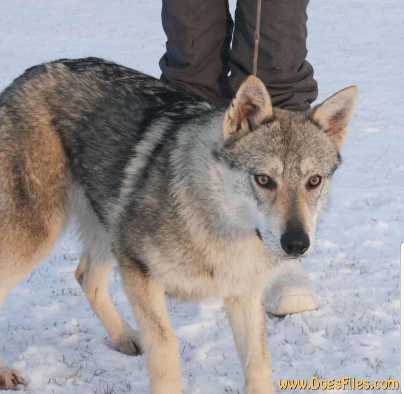 Dog Photo