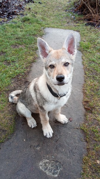 Dog Photo