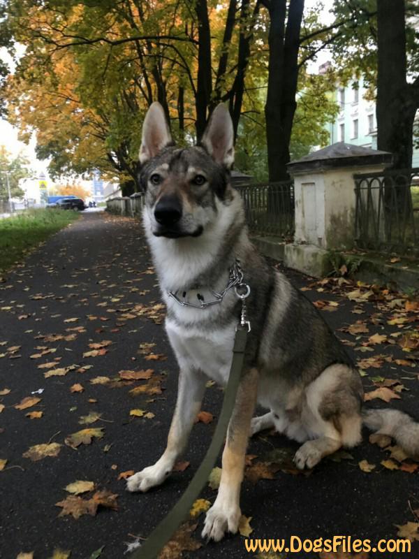 Dog Photo