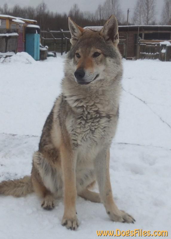 Dog Photo