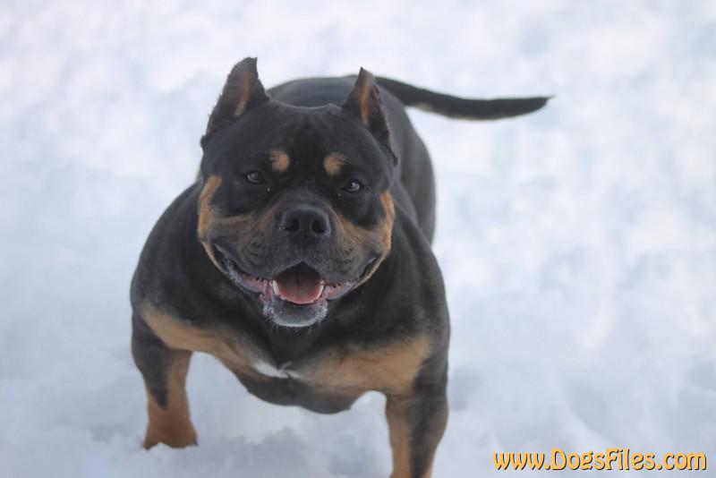 Dog Photo