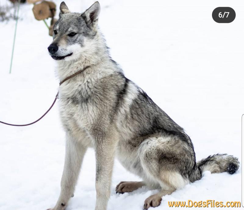 Dog Photo