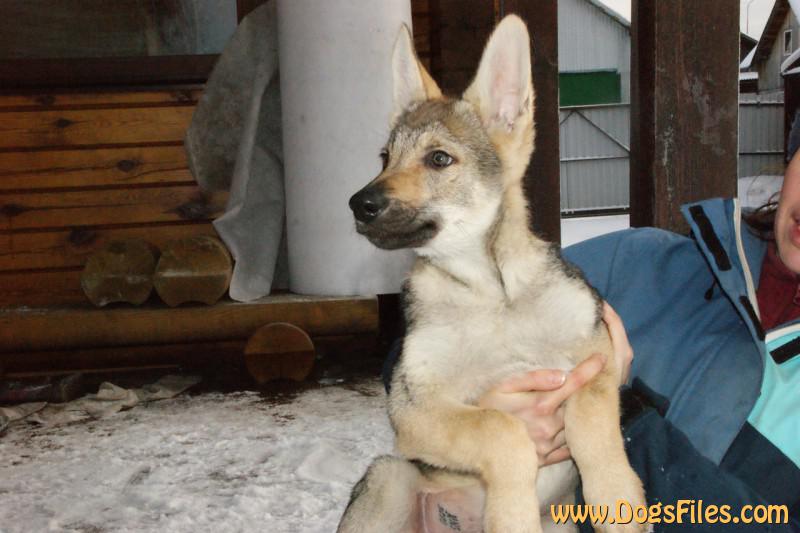 Dog Photo