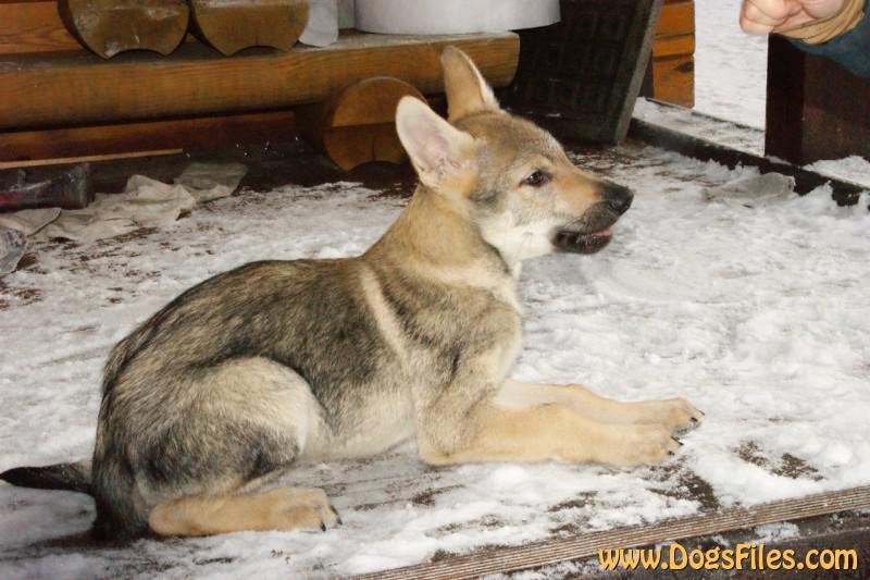 Dog Photo