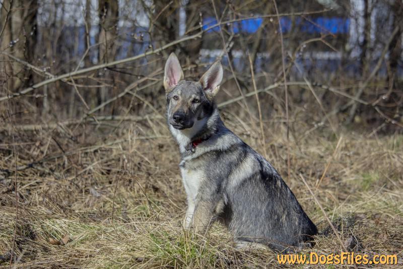 Dog Photo