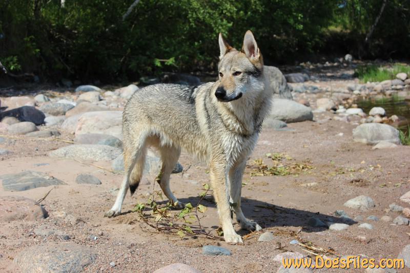 Dog Photo