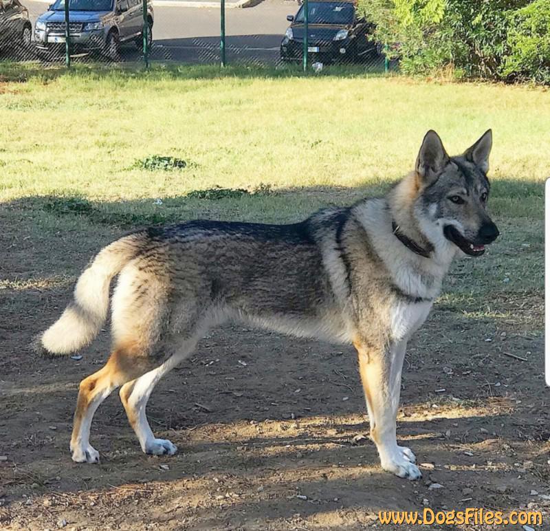 Dog Photo