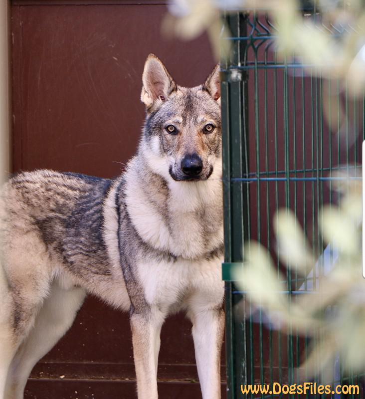 Dog Photo