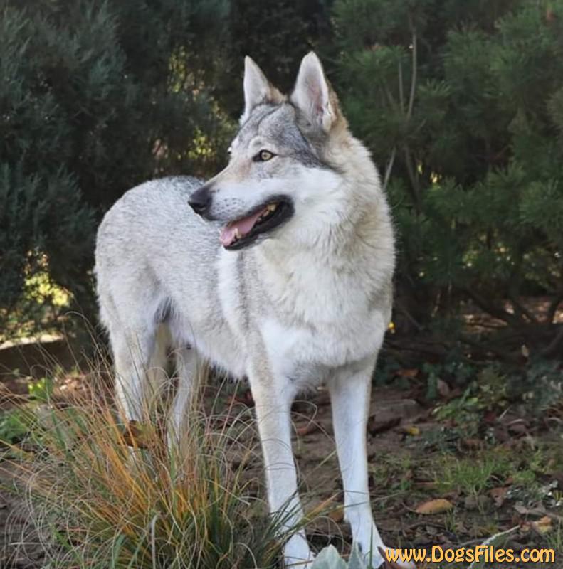 Dog Photo
