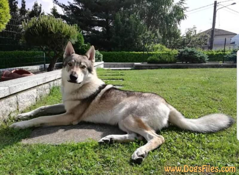 Dog Photo