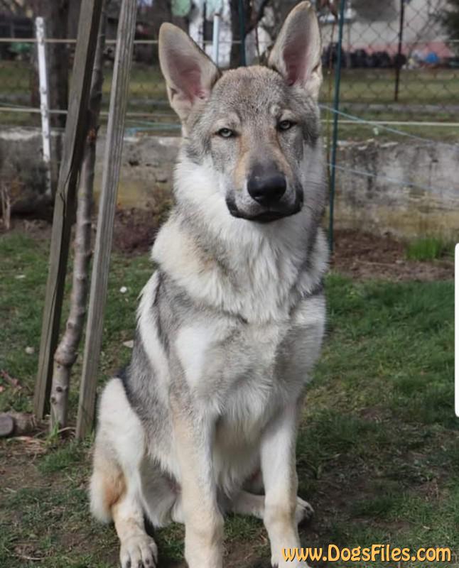 Dog Photo