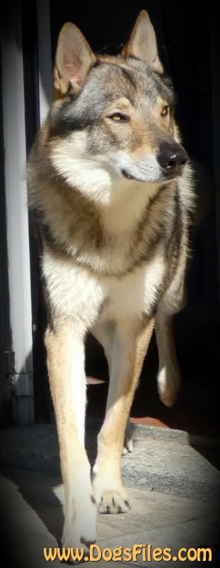 Dog Photo