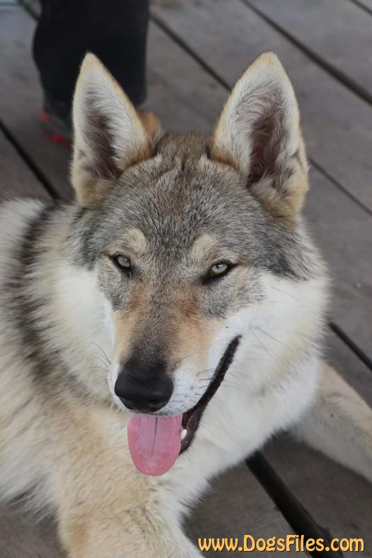 Dog Photo