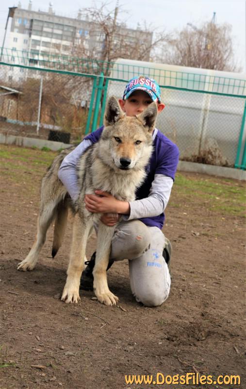 Dog Photo