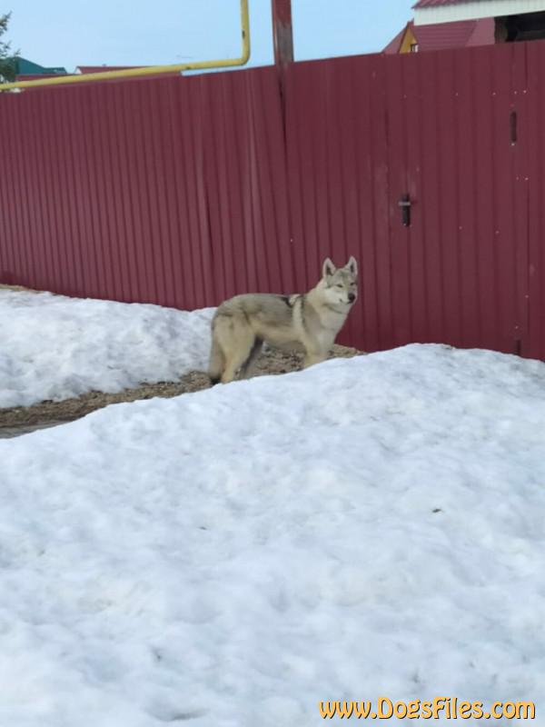 Dog Photo