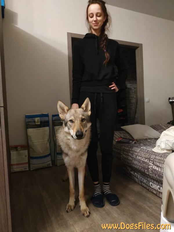 Dog Photo