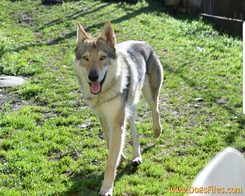 Dog Photo