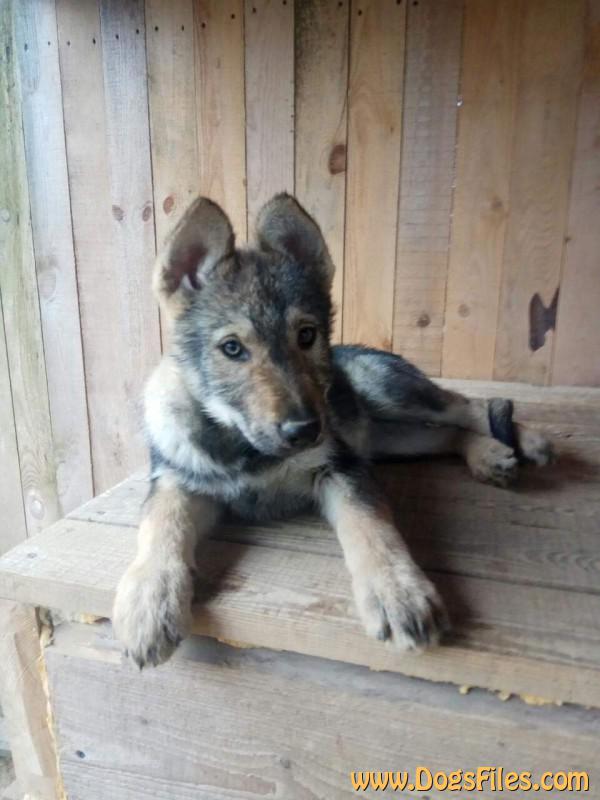 Dog Photo