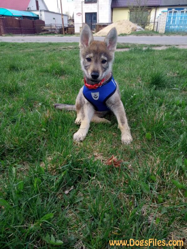 Dog Photo
