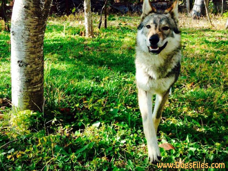 Dog Photo