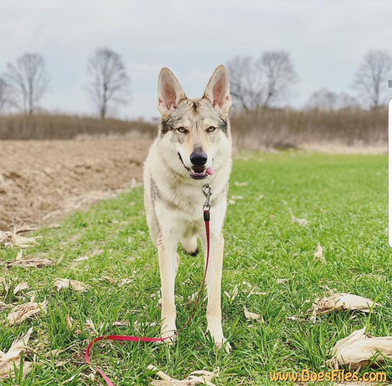 Dog Photo