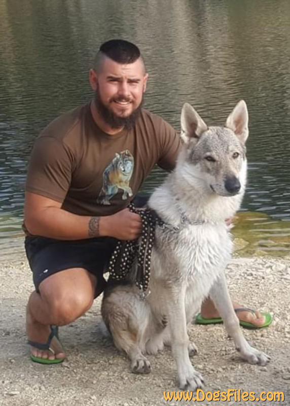 Dog Photo
