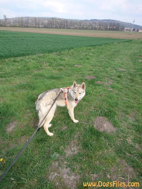 Dog Photo