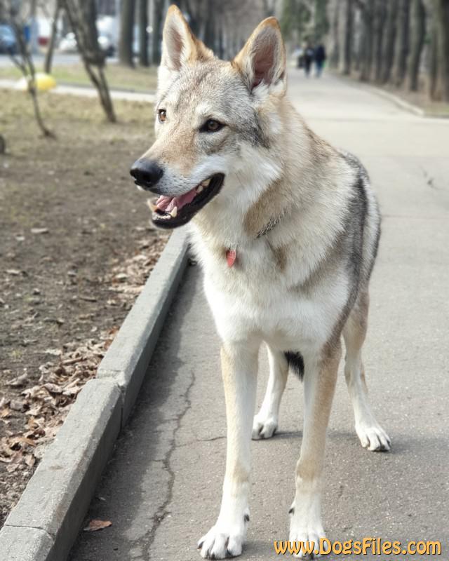 Dog Photo