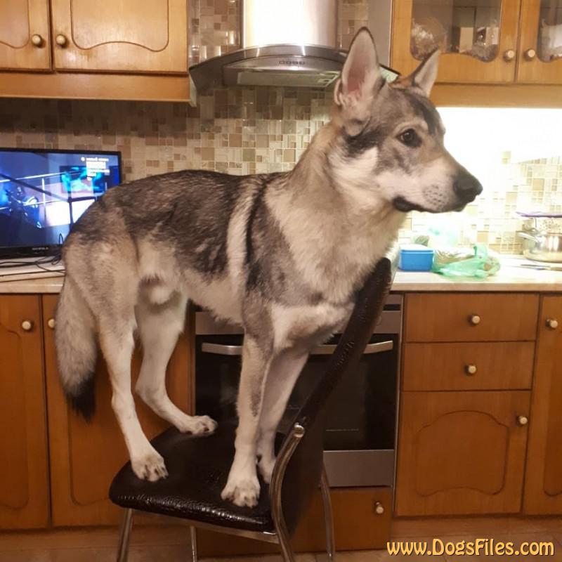 Dog Photo