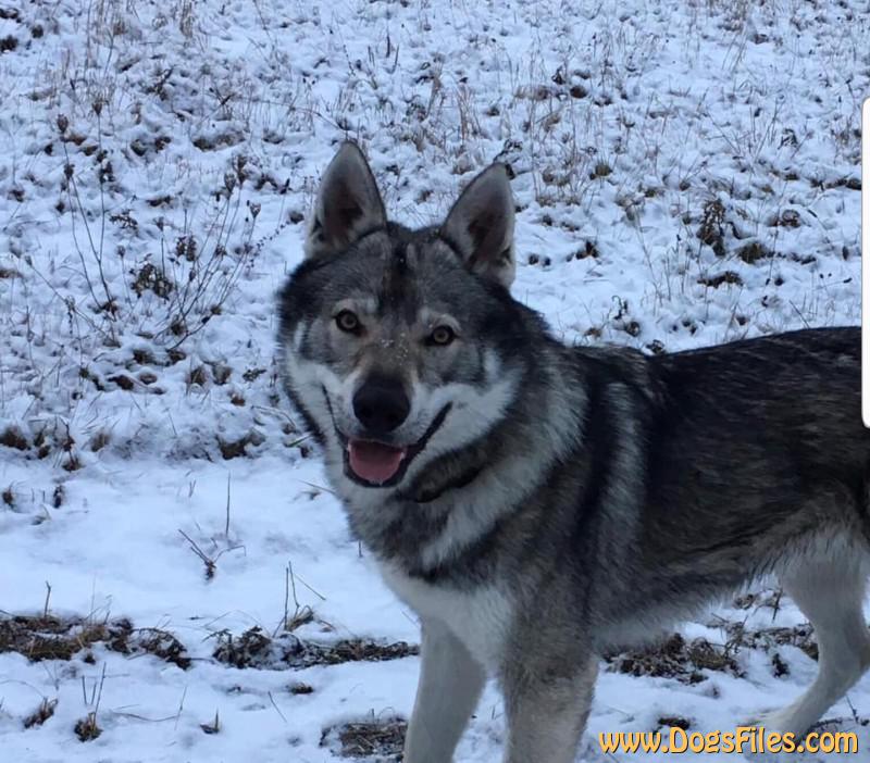 Dog Photo